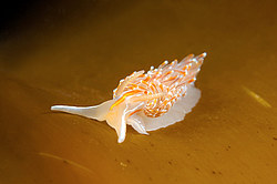������������ ������� ��� ������� ������� ( Hermissenda crassicornis )