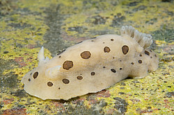 ������������ ������� ��� ������� ������� ( Diaulula sandiegensis )