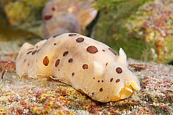 ������������ ������� ��� ������� ������� ( Diaulula sandiegensis )