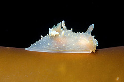 ������������ ������� ��� ������� ������� ( Palio dubia )