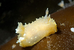 ������������ ������� ��� ������� ������� ( Palio dubia )