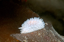 ������������ ������� ��� ������� ������� ( Onchidoris macropompa )