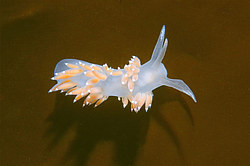������������ ������� ��� ������� ������� ( Flabellina athadona )