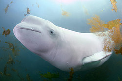 ������ (Delphinapterus leucas) �������� ����