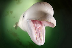 ������ (Delphinapterus leucas) �������� ����