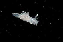 Nudibranch or Sea Slug  ( Ancula gibbosa )