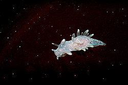 Nudibranch or Sea Slug  ( Ancula gibbosa )