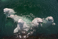 ��� ������ (Delphinapterus leucas) �������� ����