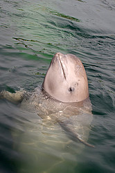 ��� ������ (Delphinapterus leucas) �������� ����