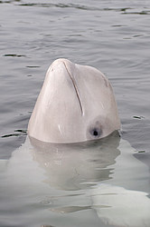 ��� ������ (Delphinapterus leucas) �������� ����