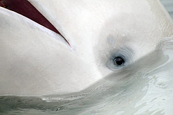 ��� ������ (Delphinapterus leucas) �������� ����