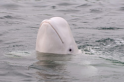 ��� ������ (Delphinapterus leucas) �������� ����
