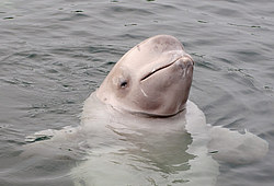 ��� ������ (Delphinapterus leucas) �������� ����