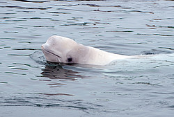 ��� ������ (Delphinapterus leucas) �������� ����