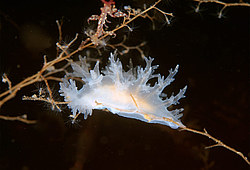 ������������ ������� ��� ������� ������� ( Dendronotus �f. frondosus )