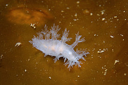 ������������ ������� ��� ������� ������� ( Dendronotus �f. frondosus )