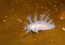 ������������ ������� ��� ������� ������� ( Dendronotus �f. frondosus )