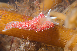������������ ������� ��� ������� ������� ( Flabellina verrucosa )
