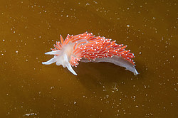 ������������ ������� ��� ������� ������� ( Flabellina verrucosa )