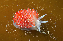 ������������ ������� ��� ������� ������� ( Flabellina verrucosa )