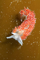 ������������ ������� ��� ������� ������� ( Flabellina verrucosa )