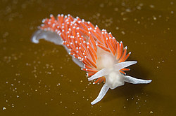 ������������ ������� ��� ������� ������� ( Flabellina verrucosa )