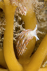 Nudibranch or Sea Slug  ( Cuthonella soboli  )