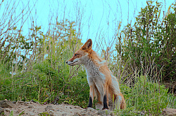������������ ������ (Vulpes vulpes) �����������
