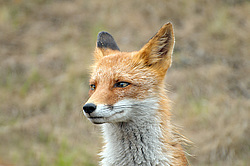������������ ������ (Vulpes vulpes) �����������