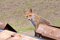 ������������ ������ (Vulpes vulpes) �����������