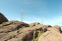 ������� �������