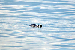 ����������� ����� (Pusa sibirica)