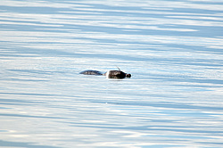 ����������� ����� (Pusa sibirica)