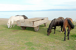 ������ ������� �� ������ ����� ������, ������� ������� ����