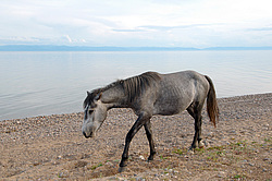 ������ ������� �� ������ ����� ������, ������� ������� ����