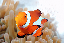 ��������� ��� ��������