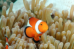 ��������� ��� ��������