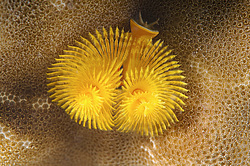 ��������� ��� ��������