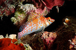 ��������� ��� ��������