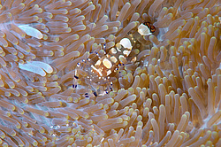 ��������� ��� ��������