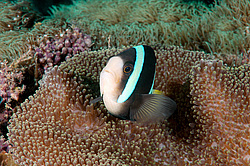 ��������� ��� ��������