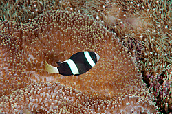 ��������� ��� ��������