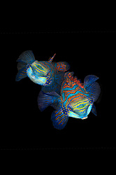 ��������� ��� ��������