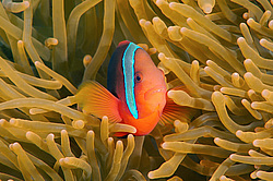 ��������� ��� ��������