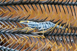 ��������� ��� ��������