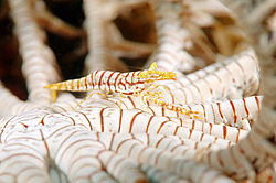 ��������� ��� ��������