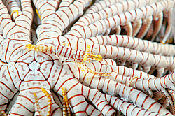 ��������� ��� ��������