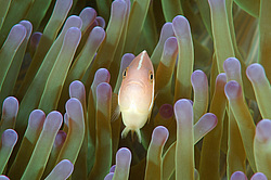 ��������� ��� ��������