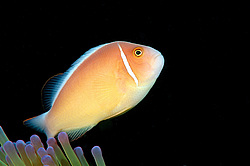 ��������� ��� ��������