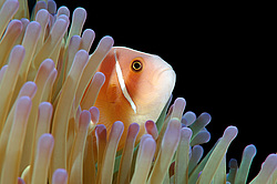 ��������� ��� ��������